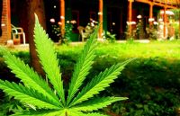 Le cannabis récréatif pourra-t-il être interdit dans les logements?